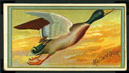 30 Mallard Duck